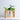 How to grow plant cuttings - The secret to successful propagation