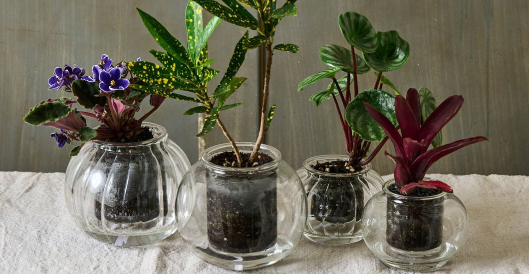 How to Transition Your Plants for Cooler Months – CUP O FLORA