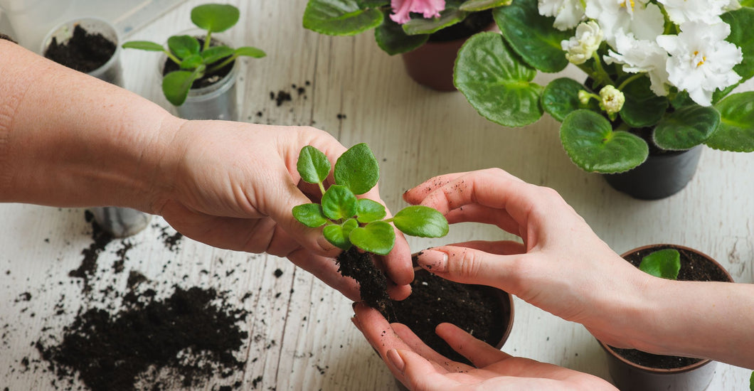 The Ultimate Guide to Preparing Plants for Spring – CUP O FLORA