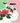 Gift Card - CUP O FLORA®
