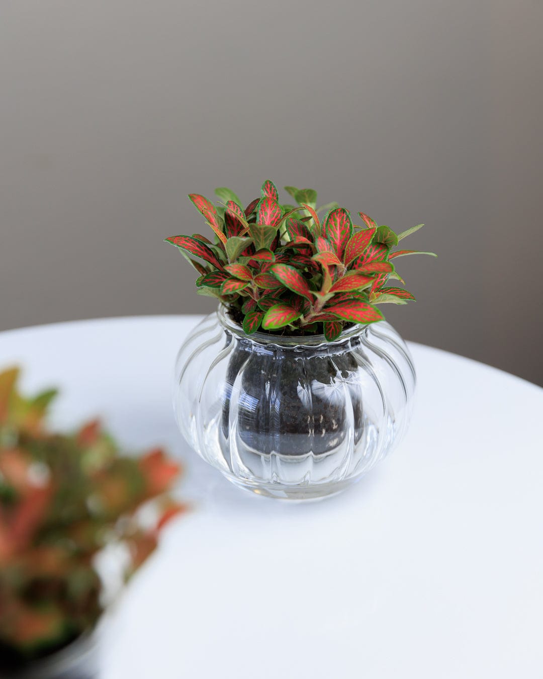 Green Pot Ribbed Small Small Ribbed Self-watering Pot – CUP O FLORA