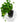 Wall-mounted Self-watering Pot