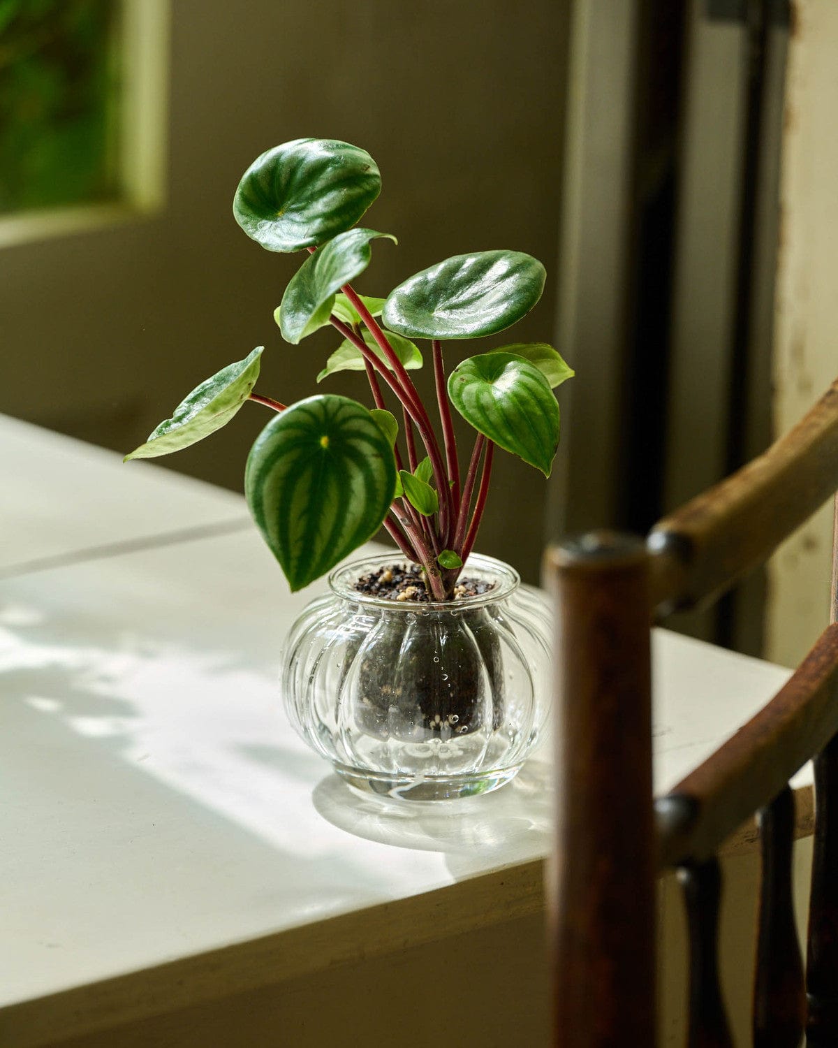 Green Pot Ribbed Small Small Ribbed Self-watering Pot – CUP O FLORA